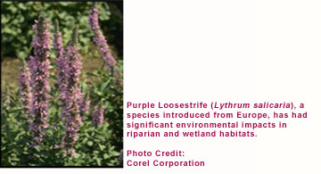 Purple Loosestrife (Lythrum salicaria), a species introduced from Europe, has had significant environmental impacts in riparian and wetland habitats.
